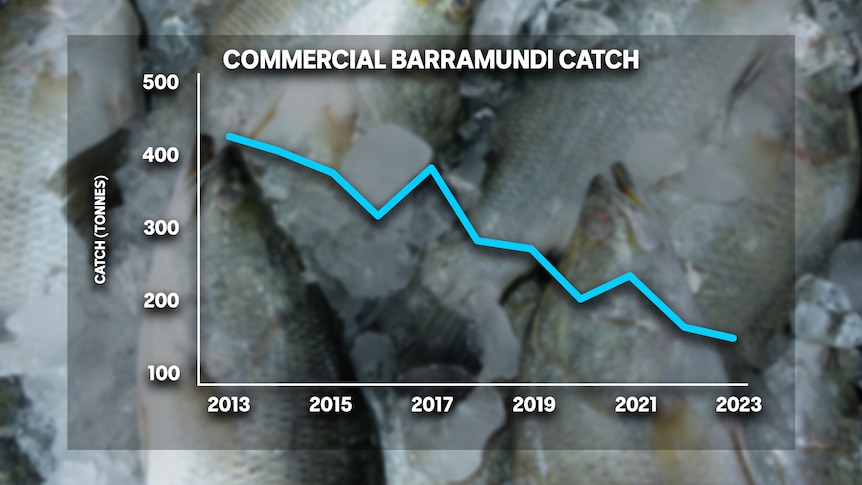 a graph showing the decline in the commercial barramundi catch. 