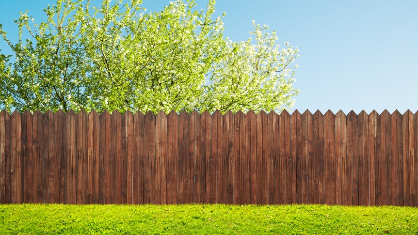 A patch of green grass runs along a brown wooden fence. Behind it is a blossoming top half of a tree and blue sky.