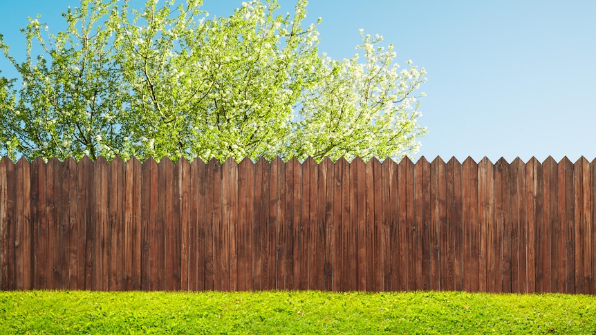 A patch of green grass runs along a brown wooden fence. Behind it is a blossoming top half of a tree and blue sky.