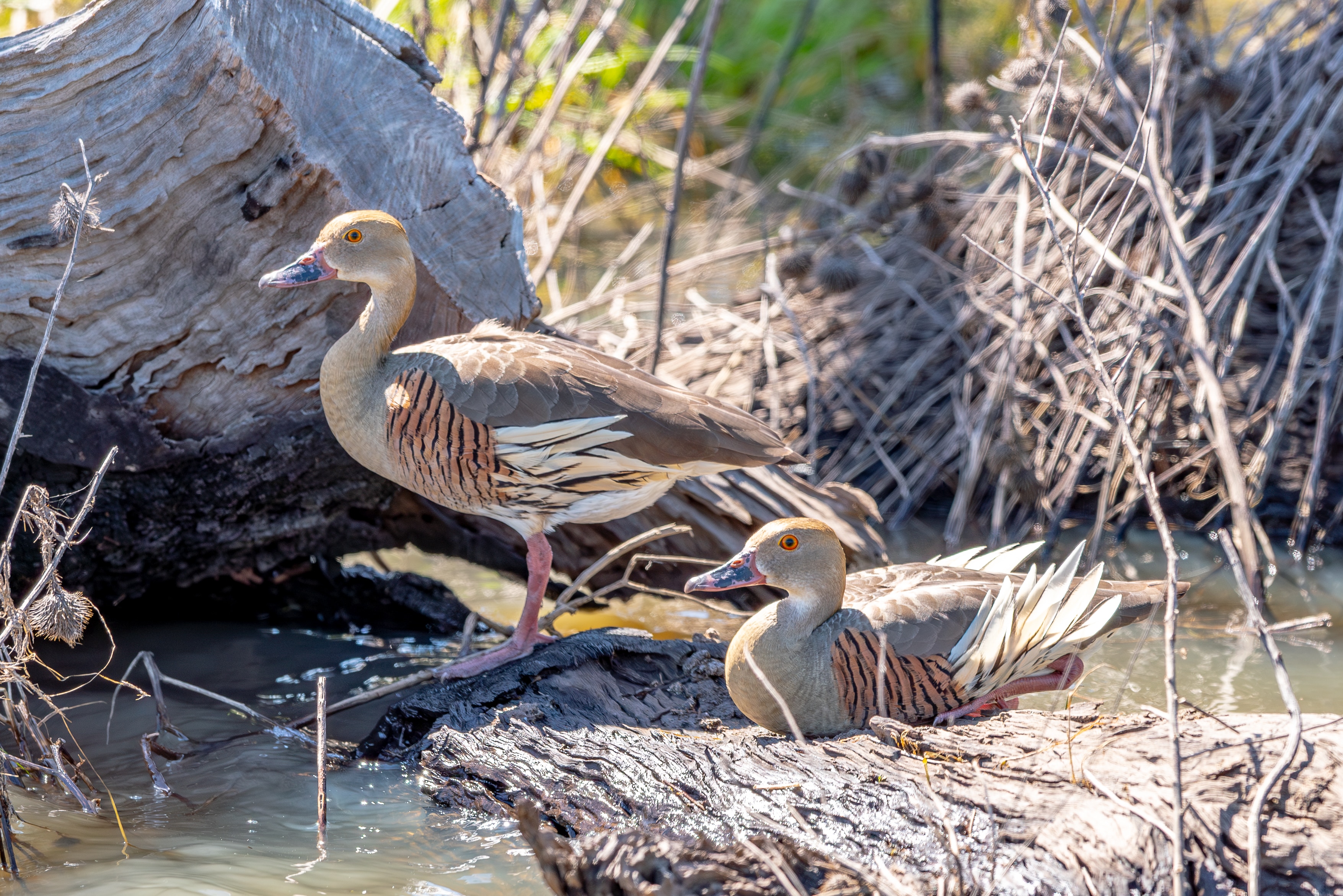 Two brown ducks with white wing markings nesting among reeds. 