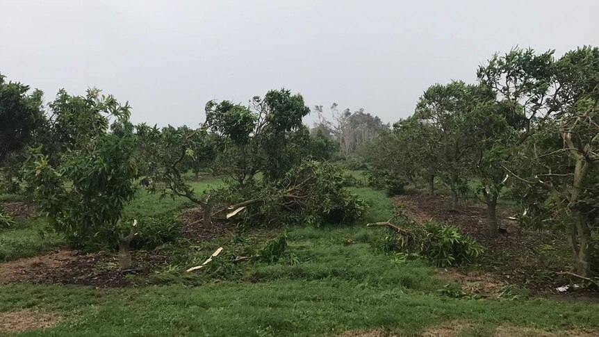 Mango trees crushed.