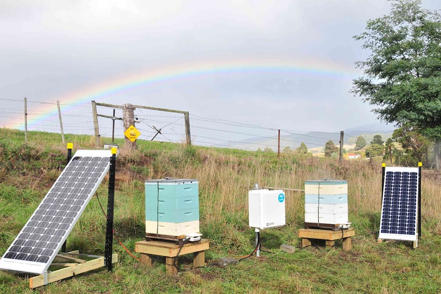 CSIRO bee field site at Geeveston