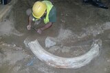 The tusk was found in the city's underground rail network and was taken away for scientific study.