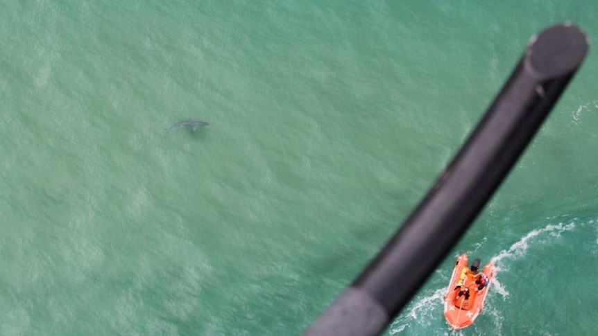 Shark spotted off Lennox Head