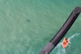 Shark spotted off Lennox Head