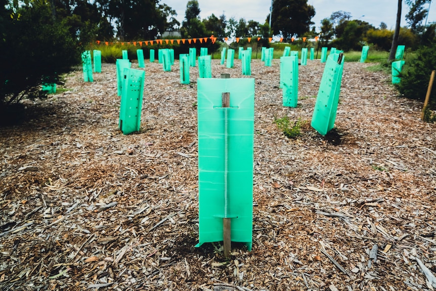 Wooden stakes wrapped in plastic indicate where saplings have been planted in a public park