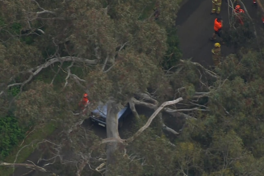 A car beneath a tree branch on a road, with emergency services responding.