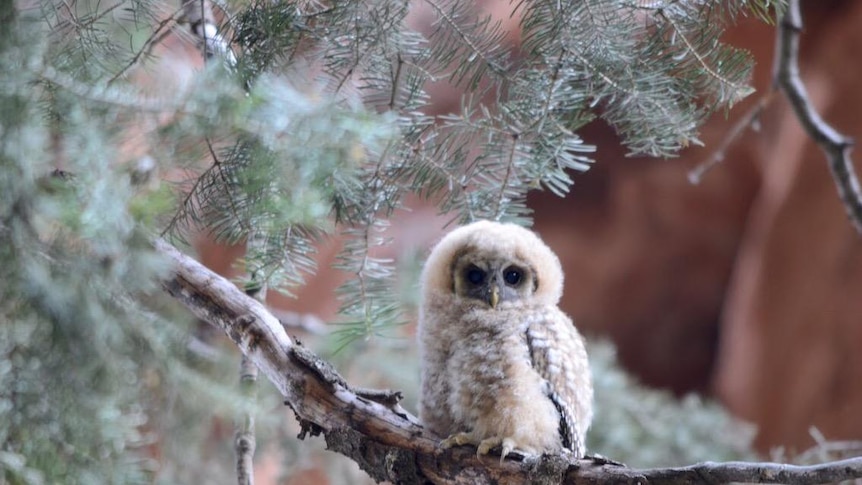 A baby owl in Zion National Park.