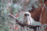 A baby owl in Zion National Park.