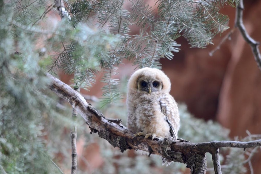 A baby owl in Zion National Park.