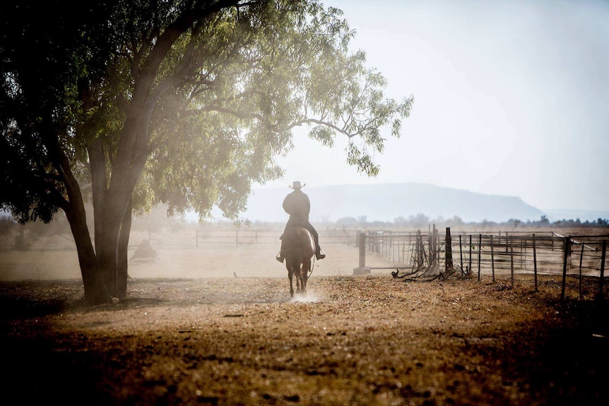 A ringer rides away on a horse in a dusty paddock