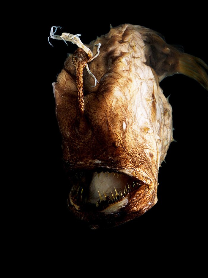 Football Angler (Himantolophus appellii) photo David Paul.