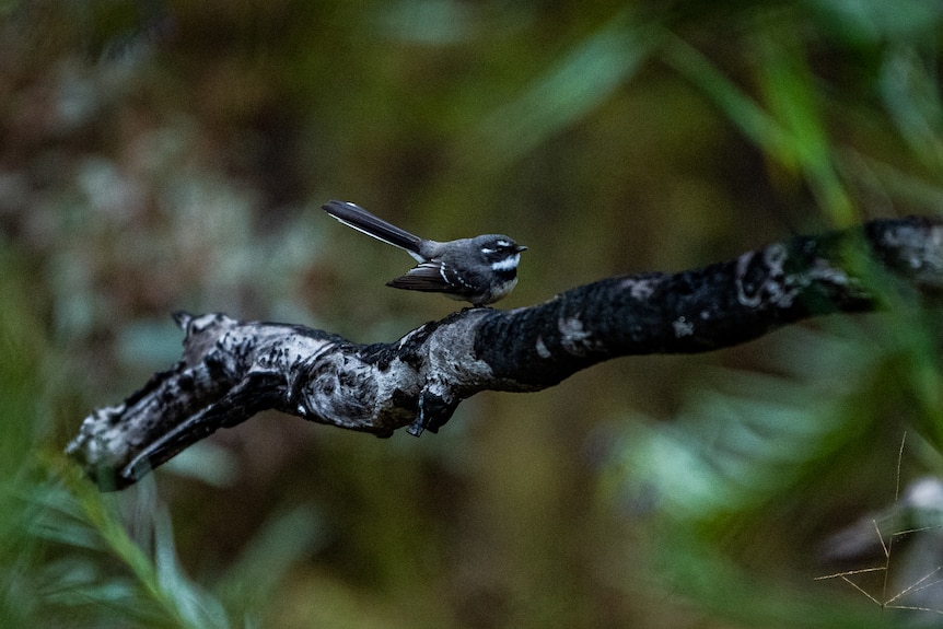 A wren sits on a branch in the Pilliga forest.