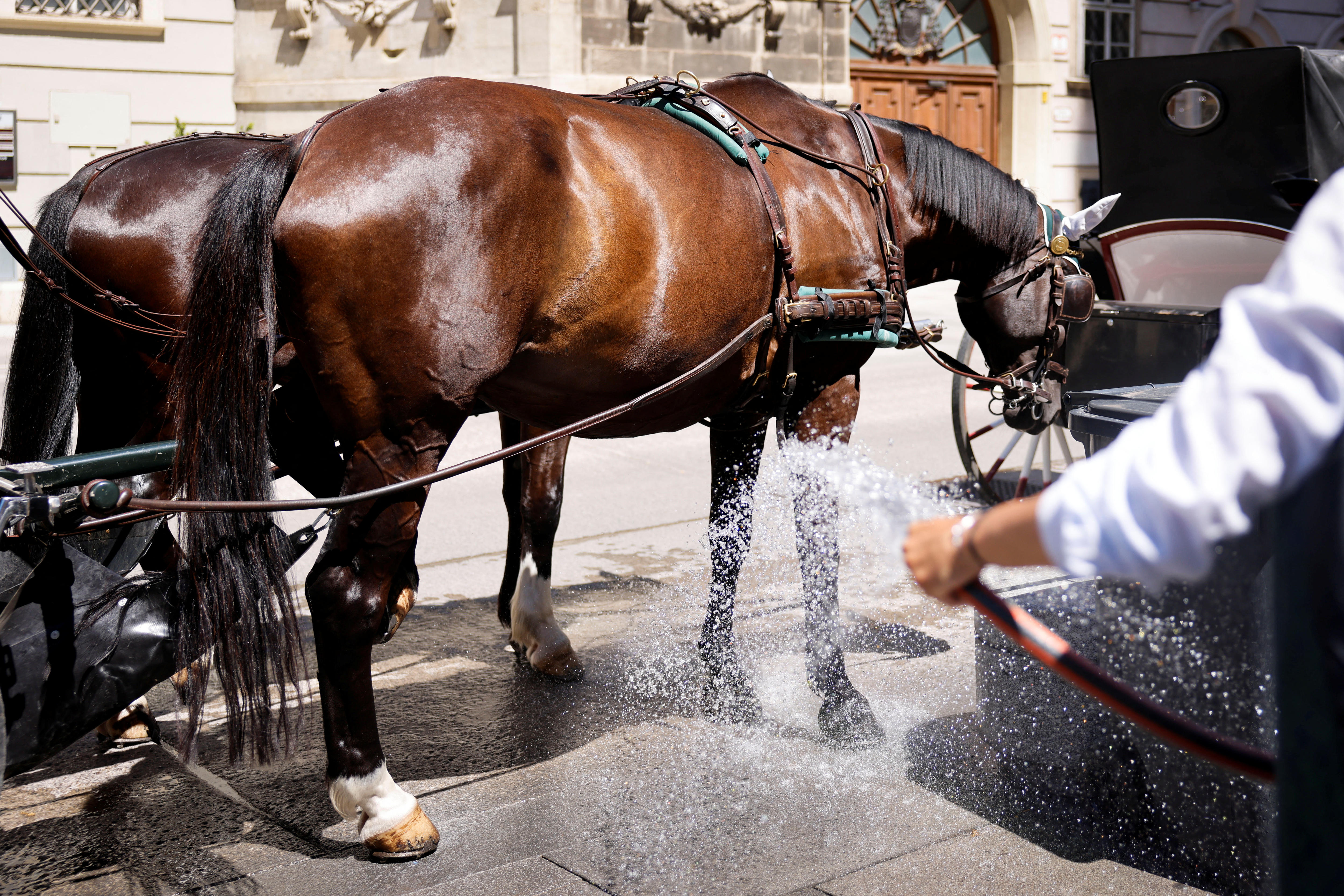 Two horses are sprayed with a hose.