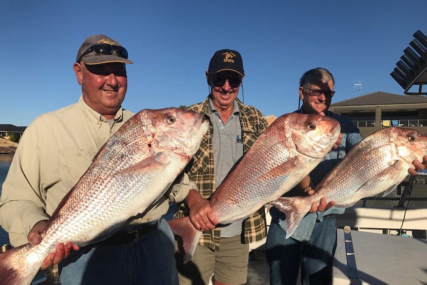 Three men hold snapper during a charter tour.