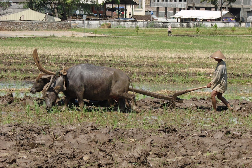two buffalo strain against the yoke to plough the mud field in Java