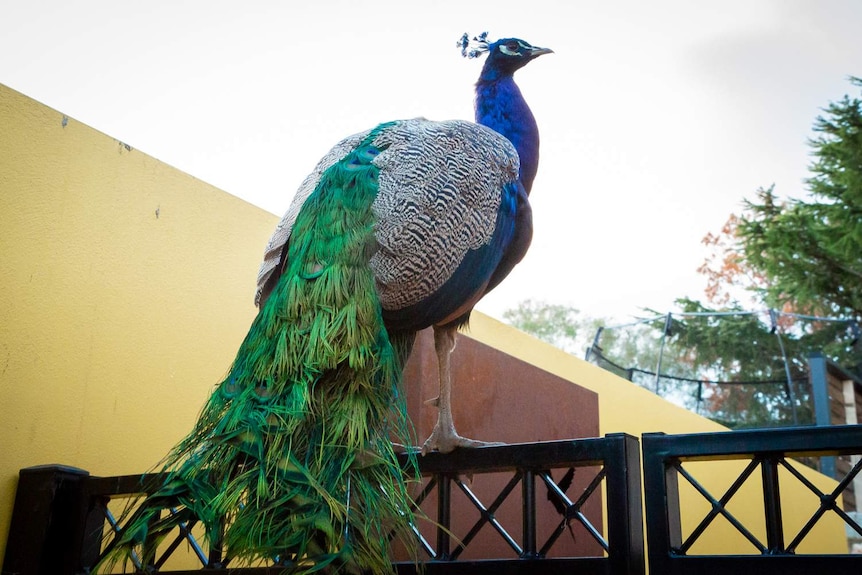 A peacock is perched on top of someone's garden gate