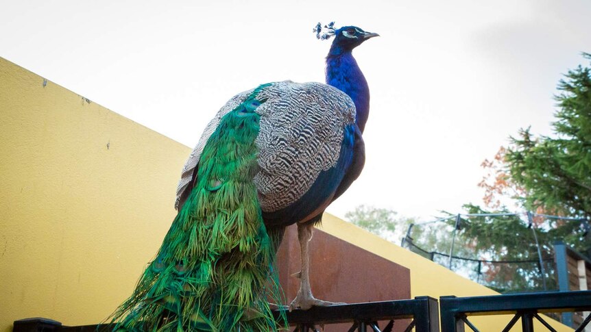 A peacock is perched on top of someone's garden gate