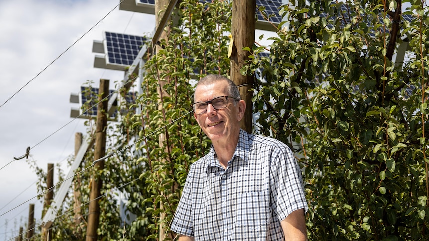 A man in a checked shirt stand infront of pear trees with solar panels above them