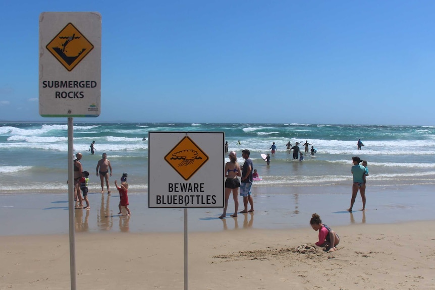 A bluebottle warning sign on Port Macquarie's popular Town Beach this week.