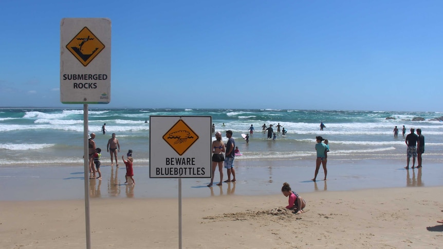 A bluebottle warning sign on Port Macquarie's popular Town Beach this week.