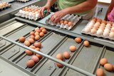 Free range eggs being sorted