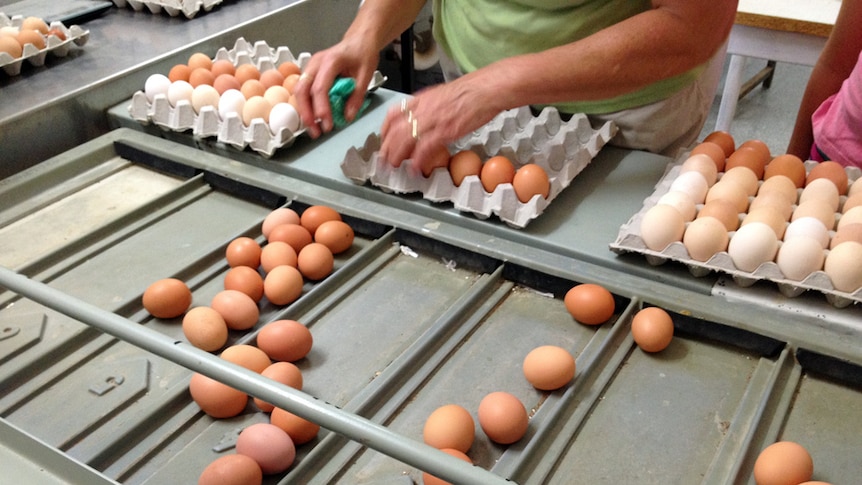 Free range eggs being sorted