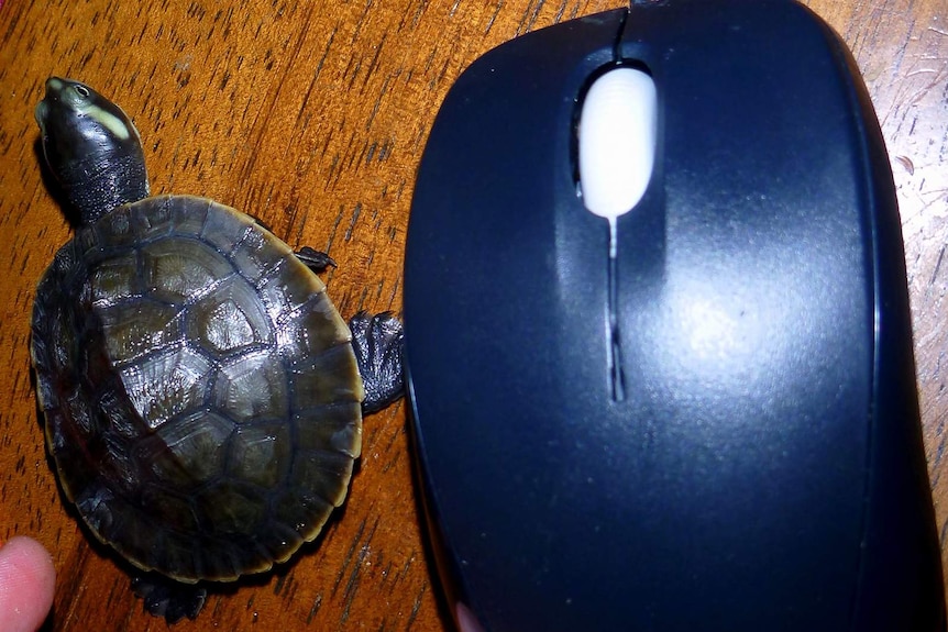 A freshwater turtle hatchling on a computer desk next to a computer mouse to show how small it  is.