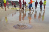 Lifeguards keep clear of a giant stinging jellyfish washed up at Tallebudgera beach, Gold Coast