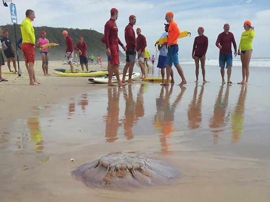 Lifeguards keep clear of a giant stinging jellyfish washed up at Tallebudgera beach, Gold Coast
