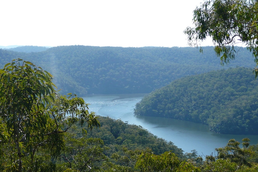 A river surrounded by dense bushland.