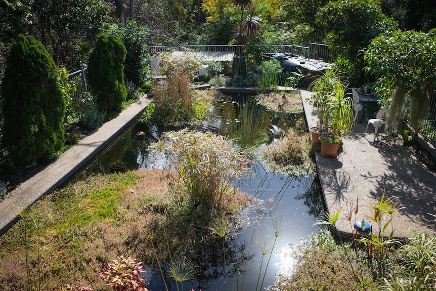 A wide shot of a pool to pond, full of reeds and water plants.