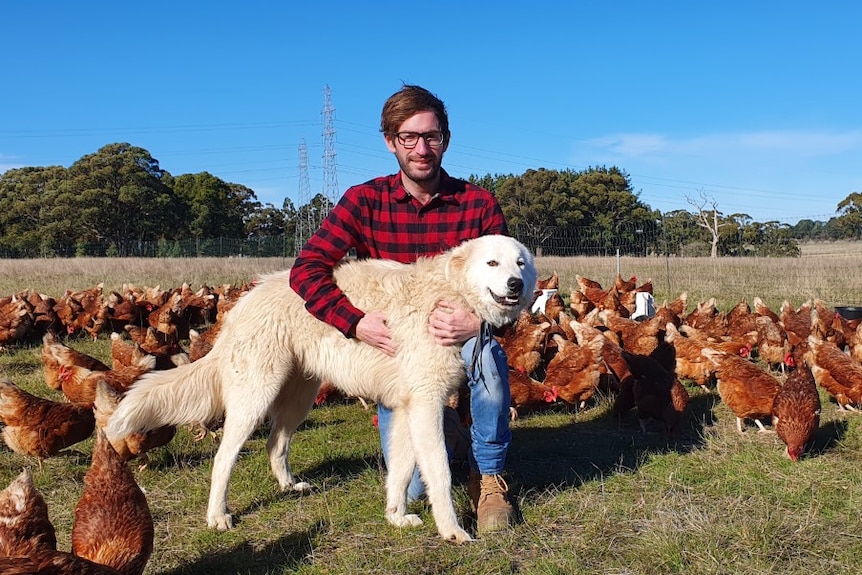 A man in a field of chickens with a large white dog