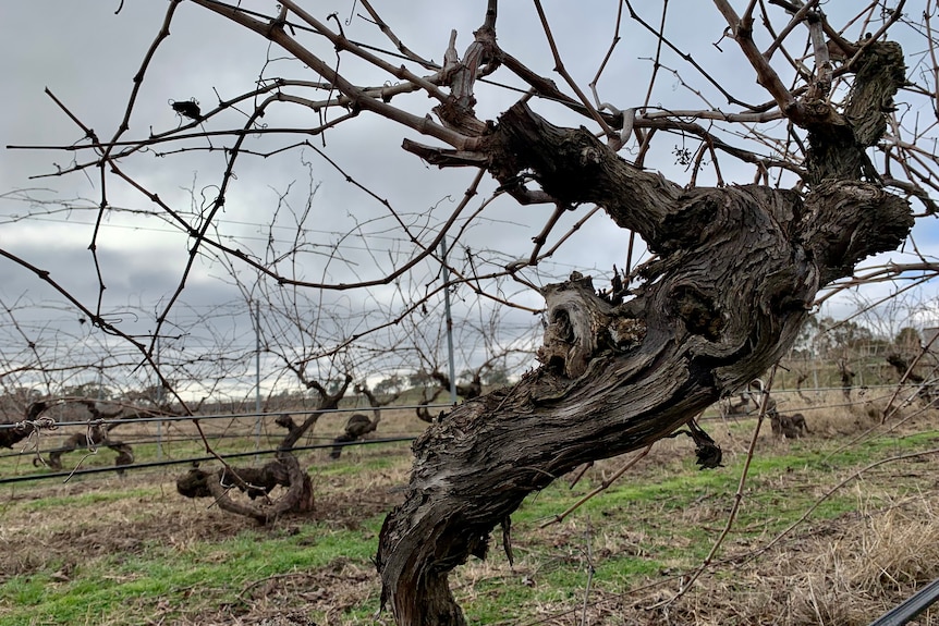 gnarly grape vines 