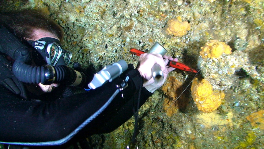 A diver in a black diving suite close-up against a rock wall with a red chisel taking off an orange sponge