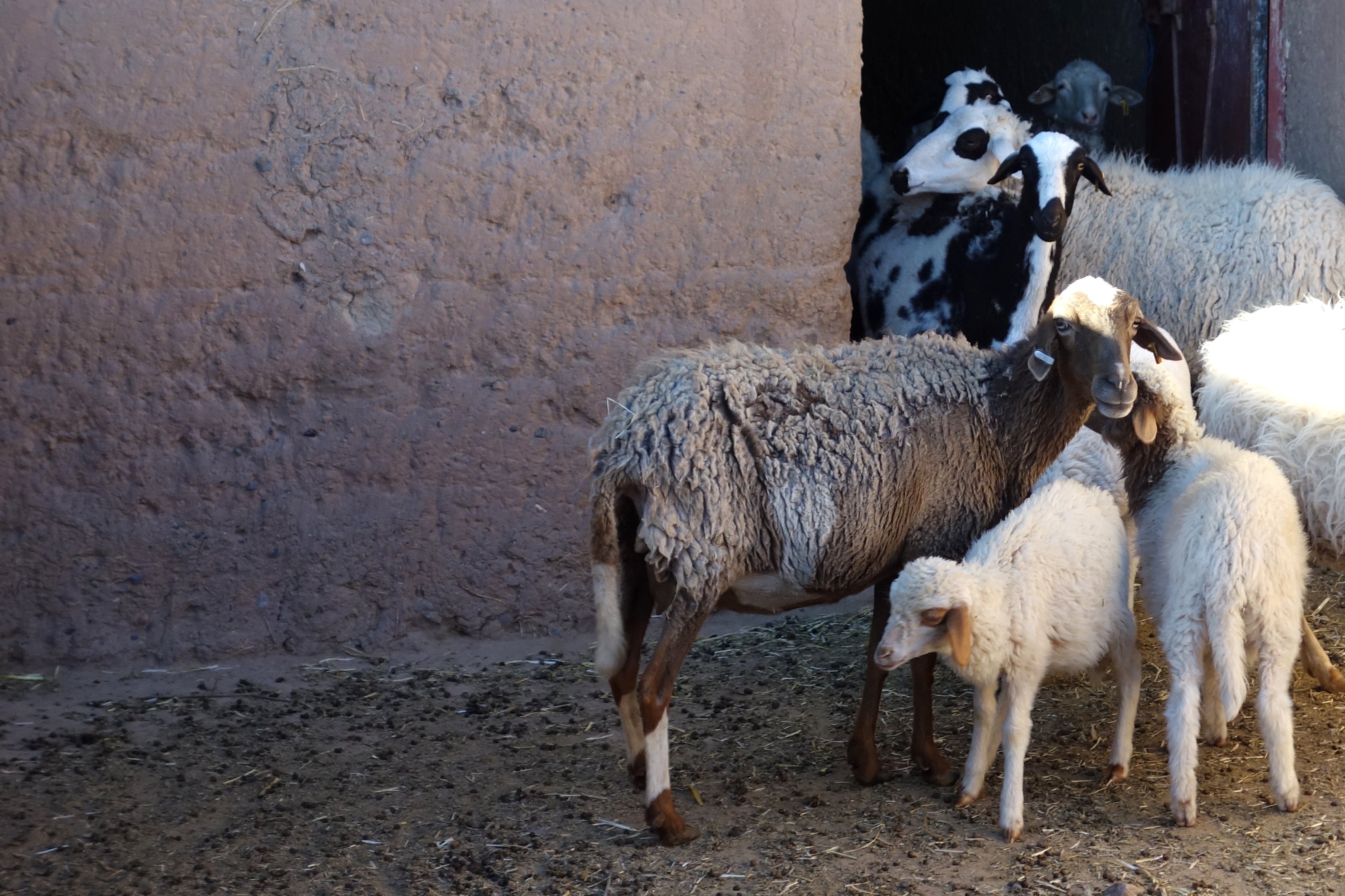 Sheep stand near a stone wall.
