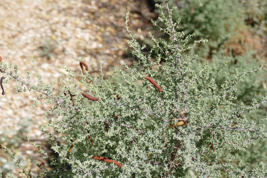 Small brown caterpillars are curled around a dry green bush