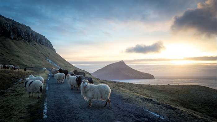 Faroe Islands sheep