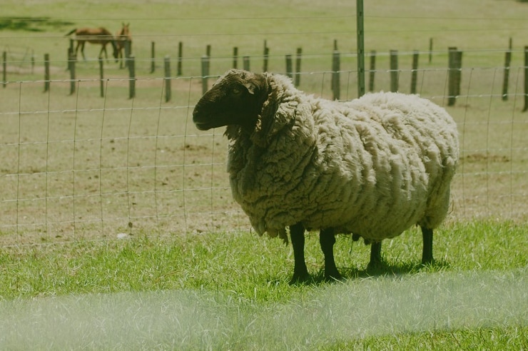 A woolly ram looking at the fence
