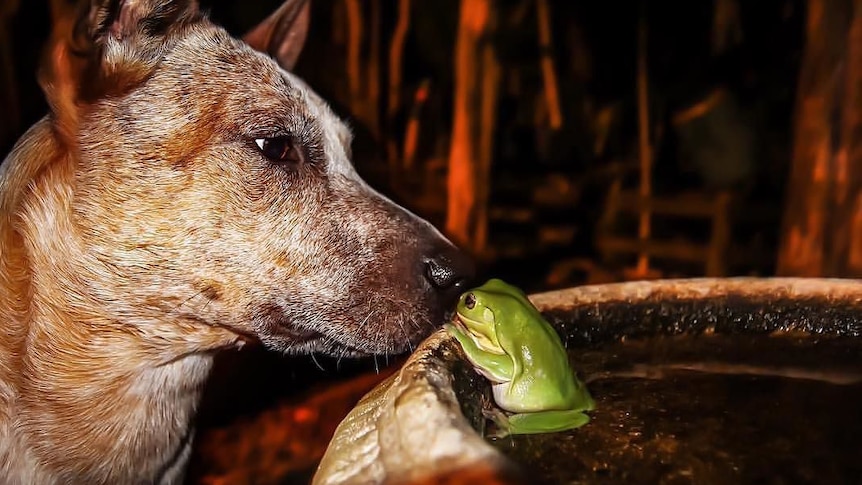Cattle dog sniffs tree frog