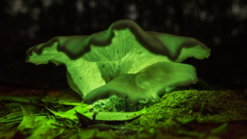 A ghost mushroom glows green in the forest.