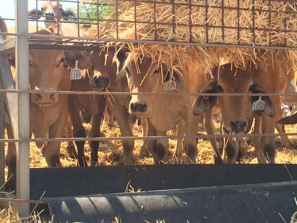 End of an era as Karumba live cattle export facility sells ABC News