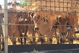 Cattle are fed in the yards before boarding a live export boat
