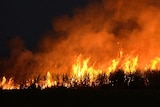 Sugar cane field set on fire