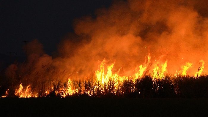 Sugar cane field set on fire