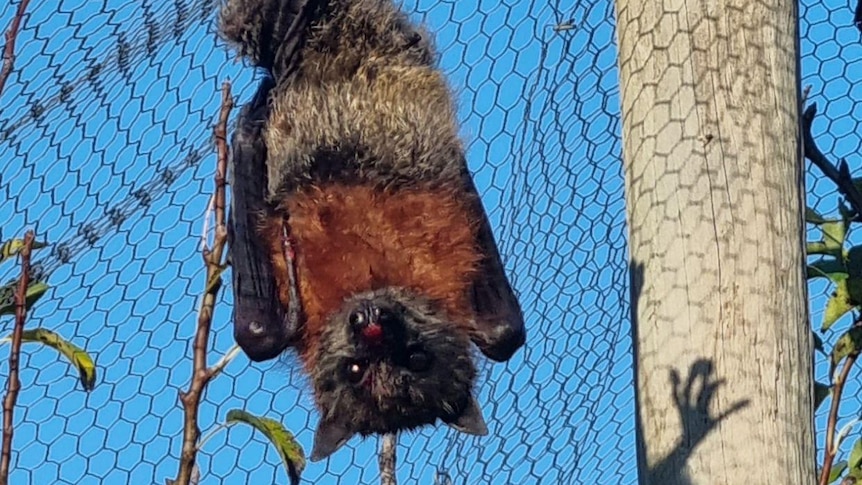 A grey-headed flying fox found in Tasmania, hanging upside down on bird netting.