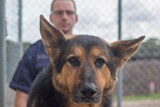 Victoria Police dog Diesel with his handler, Senior Constable Mark Gray.