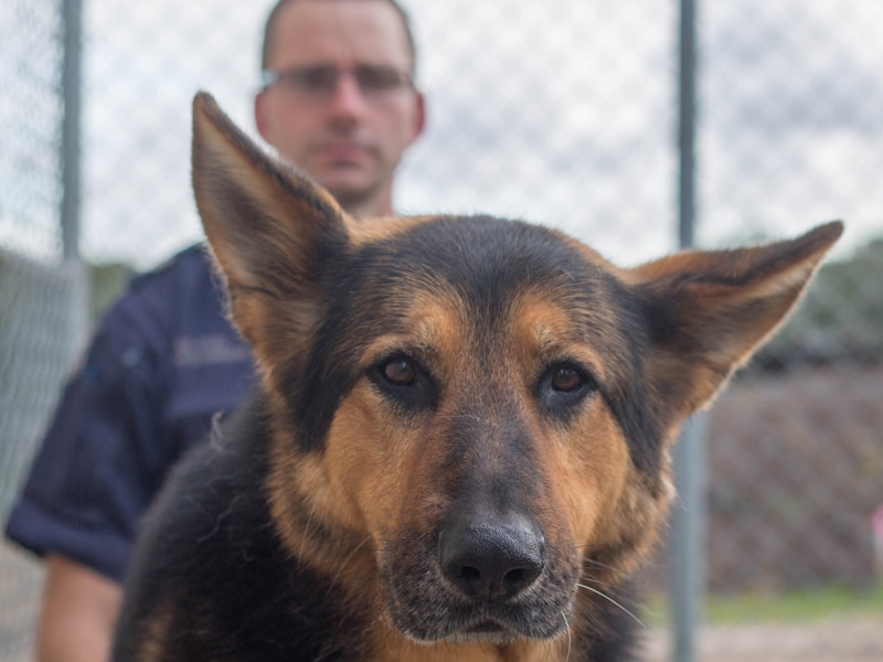 Victoria Police dog Diesel with his handler, Senior Constable Mark Gray.