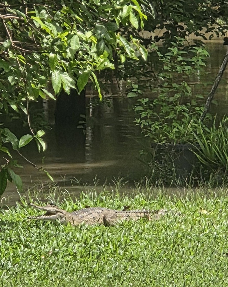 Um crocodilo sentado na grama próximo a um rio, marrom, com a boca aberta, em posição relaxada.