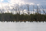The Federal Government says the Murray-Darling system is facing a crisis. (File photo)